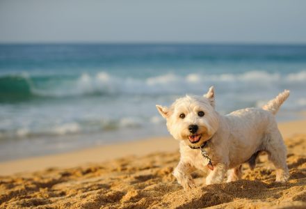 Dog Friendly Places in North Wales Where Dogs Will Have a Ball